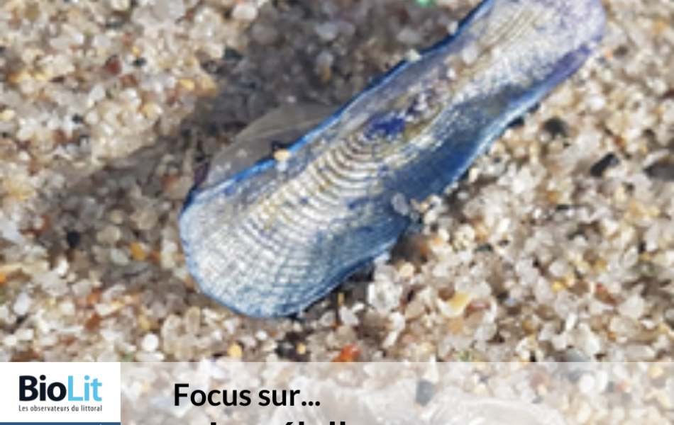 Focus-sur.-image-velelle-Atl