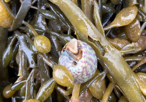 Gibbule-ombiliquee-1