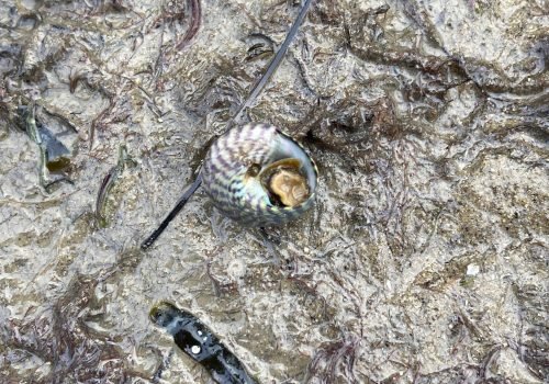 Gibbule-ombiliquee-1