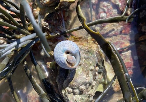 Gibbule-ombiliquee-1