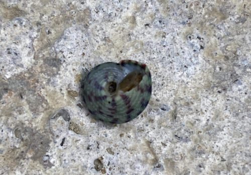 Gibbule-ombiliquee-1