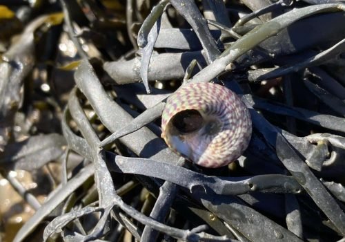 Gibbule-ombiliquee-2