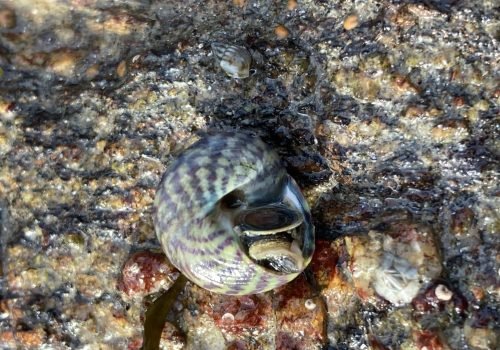 Gibbule-ombiliquee-2