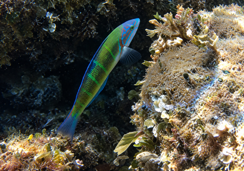 Girelle-paon-Thalassoma-pavo-V1-3