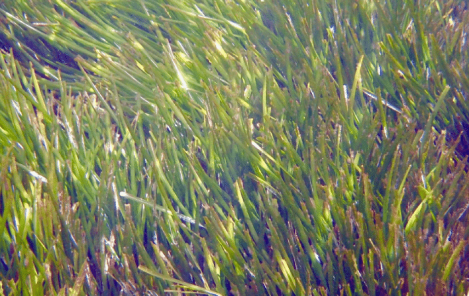 Herbier_posidonie_(c)Poisson-ChatrLotte