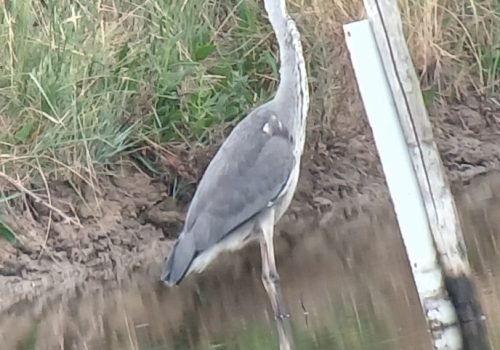 Heron_Cendre-1