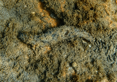 Holothurie-de-Poli-Holothuria-poli