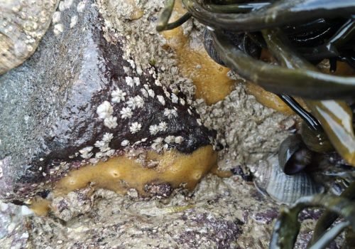 Hymeniacidon-perlevis