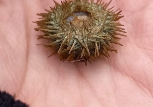 IMG-20260128-WA0005-1