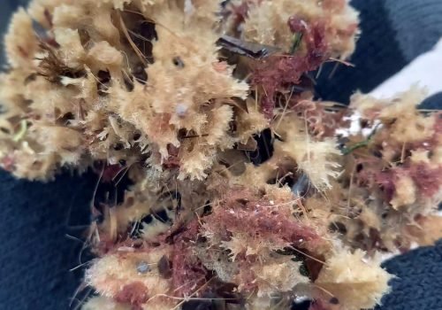 IMG-20260128-WA0009-1