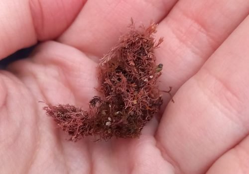 IMG-20260128-WA0010-1