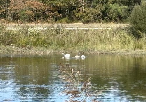 Observation #129071