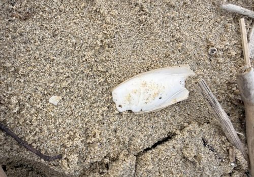 IMG_1087-Os-de-seiche-Sepia-officinalis