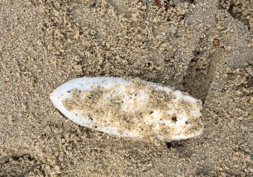 IMG_1123-Os-de-seiche-Sepia-officinalis