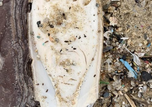 IMG_1203-Os-de-seiche-Sepia-officinalis