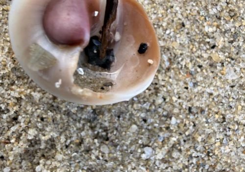 IMG_1244-Neverita-josephinia-Natice