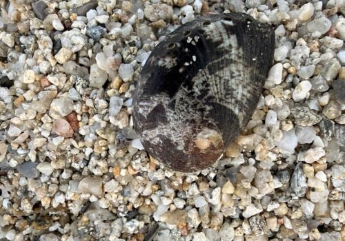 IMG_1342-Haliotis-tuberculata