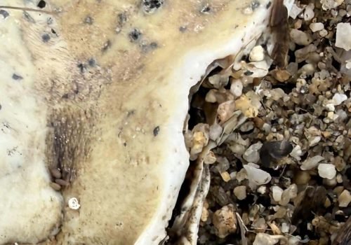 IMG_1407-Fragment-Machoire-Raie-Aigle_A-confirmer