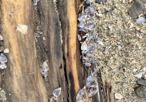 IMG_1523-Anatifes-CampingPlagePG