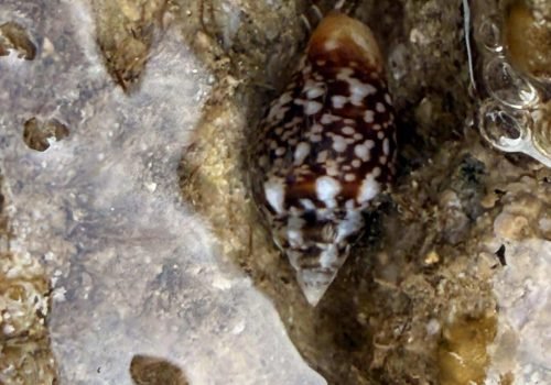 IMG_1604Columbella-rustica