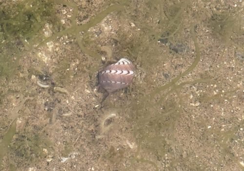 IMG_1723Notocochlis-dillwynii