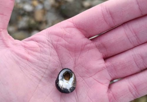 IMG_20260218_114238-1