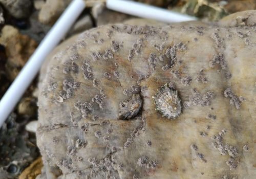 IMG_20260218_114254-1