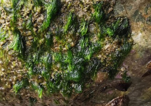 IMG_20260415_173315-1