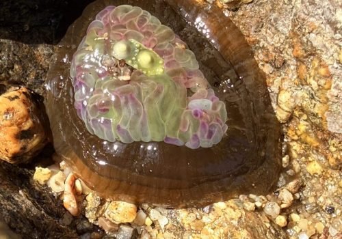 IMG_2054-Anemonia-viridis