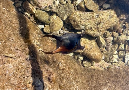 IMG_2092-Capsule-de-Raie