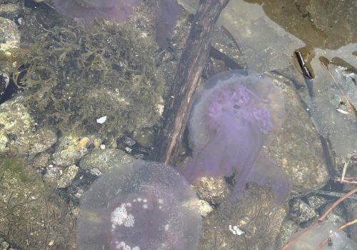 IMG_2187Pelagia-noctiluca