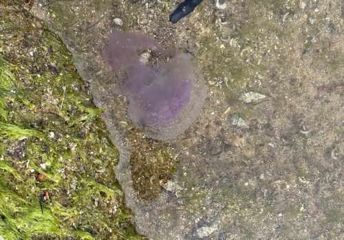 IMG_2188Pelagia-noctiluca