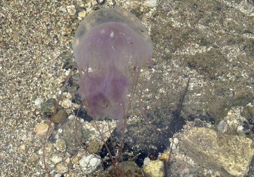 IMG_2189Pelagia-noctiluca