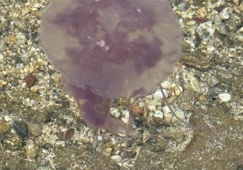 IMG_2192Pelagia-noctiluca