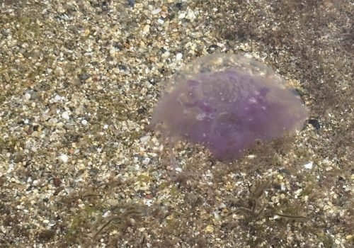 IMG_2195Pelagia-noctiluca-1