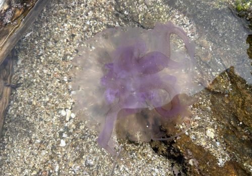 IMG_2198Pelagia-noctiluca