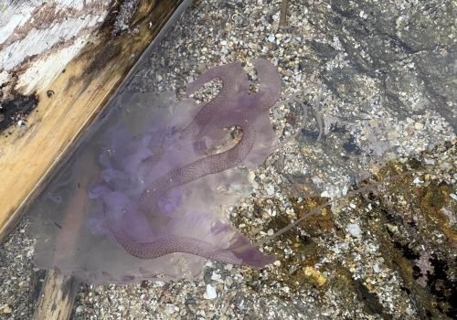 IMG_2200Pelagia-noctiluca