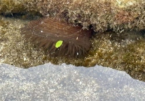 IMG_2207Actinia-cari