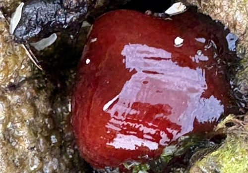 IMG_2210Actinia-equina