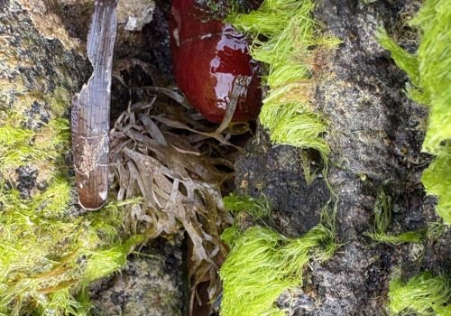 IMG_2211Actinia-equina-4