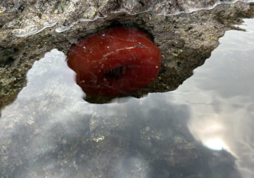 IMG_2212Actinia-equina