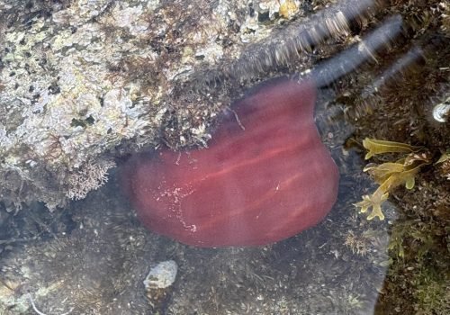 IMG_2215Actinia-equina-1