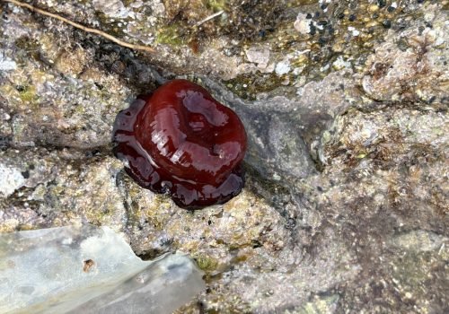 IMG_2218Actinia-equina