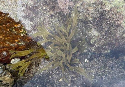 IMG_2220Actinia-equina