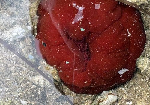 IMG_2223Actinia-equina