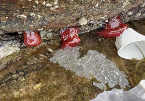 IMG_2232Actinia-equina