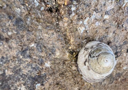 IMG_2338-GIBBULE-TOUPIE-Phorcus-turbinatus