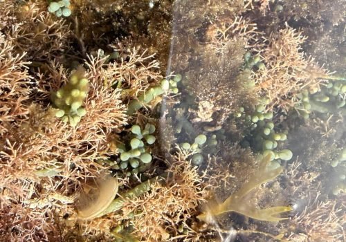 IMG_2343-Caulerpa-racemosa