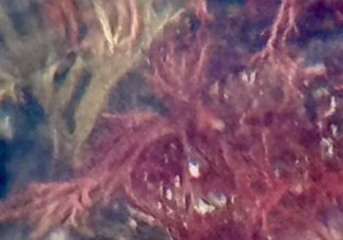 IMG_2363-2-Gracilaria