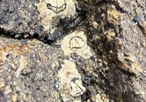 IMG_2373-Austrominius-modestes-Sardinaux